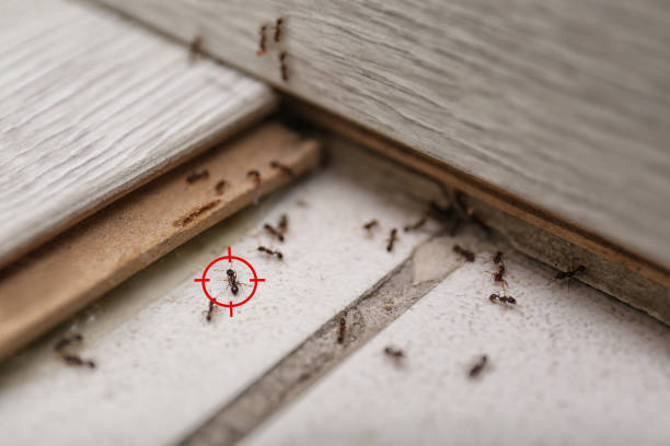 Pest Control Cost in Westhaven Moonstone, CA