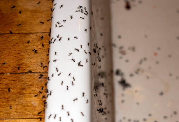 Best Best Pest Control Companies  in Westhaven Moonstone, CA
